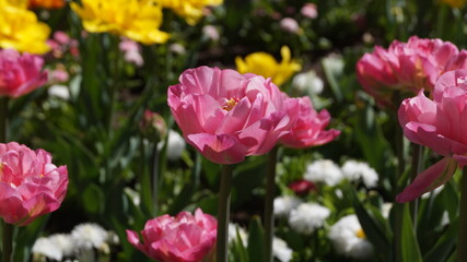 field of tulips