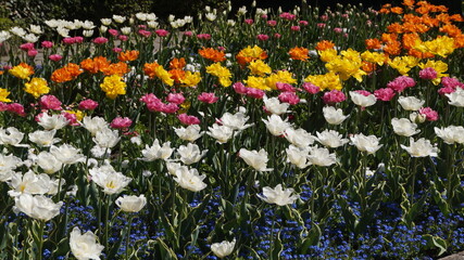 field of tulips