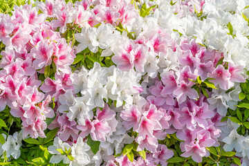 満開の色とりどりなツツジの花