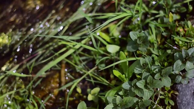 Mentha aquatica on the outskirts of a stream. Karatal river. Zhetysu region, Kazakhstan.