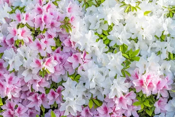 Photo sur Plexiglas Azalée 満開の色とりどりなツツジの花