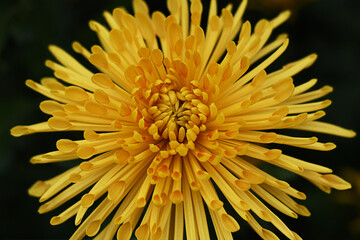 Yellow chrysanthemum Dalystar. Beautiful bright yellow chrysanthemum bloom in autumn in the garden. Chrysanthemum background with a copy of space.