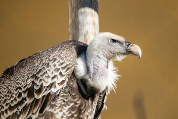 Portrait of a Ruppell's griffon vulture