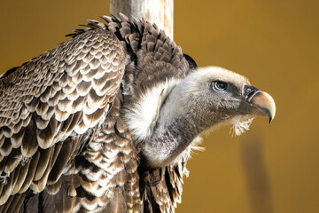 Portrait of a Ruppell's griffon vulture