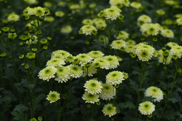 Chrysanthemums Froggy blossom in the autumn garden. Background with gentle green white chrysanthemums. Closeup of chrysanthemum flowers horizontally.