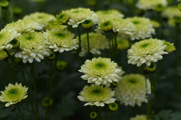 Chrysanthemums Froggy blossom in the autumn garden. Background with gentle green white chrysanthemums. Closeup of chrysanthemum flowers horizontally.