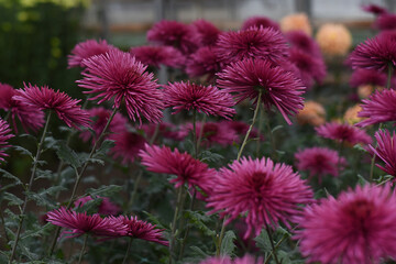 Anastasia Lilac chrysanthemums on a blurry background closeup. Beautiful bright chrysanthemums bloom in autumn in the garden. Chrysanthemum background with a copy of the space