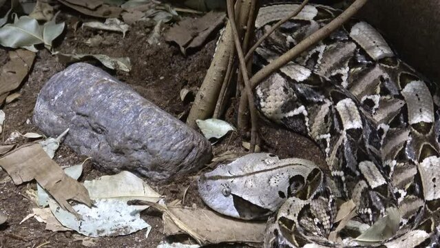 Gaboon viper, bitis gabonica rhinoceros lies hidden in leaves lurking on prey