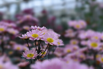Chrysanthemums blossom in the autumn garden. Background with gentle pink chrysanthemums. Closeup of chrysanthemum flowers horizontally. Variety of chrysanthemum is Santini Pink