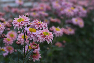 Chrysanthemums blossom in the autumn garden. Background with gentle pink chrysanthemums. Closeup of chrysanthemum flowers horizontally.