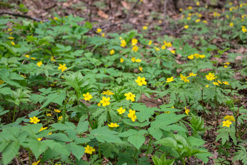 Beautiful view of yellow flowers and green leaves