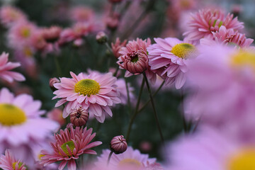 Chrysanthemums blossom in the autumn garden. Background with gentle pink chrysanthemums. Closeup of chrysanthemum flowers horizontally.