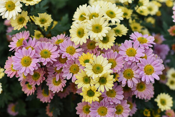Multicolored gentle yellow and pink chrysanthemums bloom in the autumn garden.