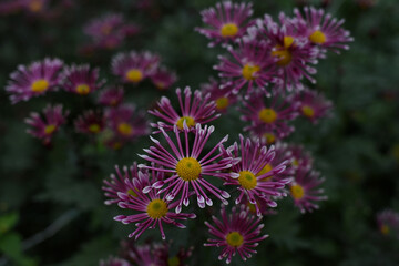 Lilac chrysanthemums on a blurry background closeup. Beautiful bright chrysanthemums bloom in autumn in the garden.