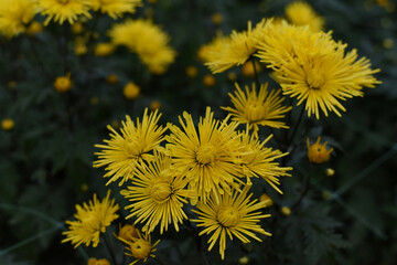 Background with bright yellow chrysanthemums. Closeup of chrysanthemum flowers horizontally.