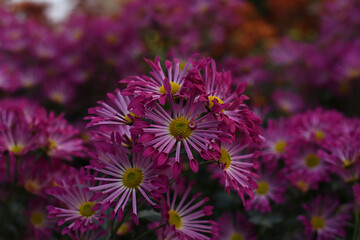 Lilac chrysanthemums on a blurry background closeup. Beautiful bright chrysanthemums bloom in autumn in the garden.