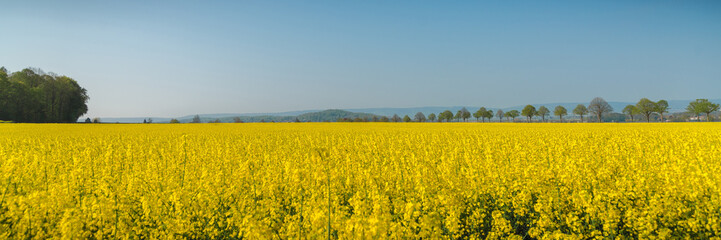 Fototapeta premium Rapsblüte