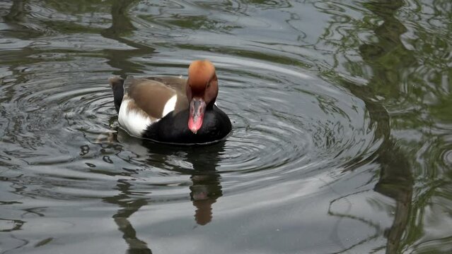Swimming red-crested pochard (Netta rufina)
