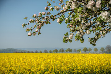 Rapsblüte