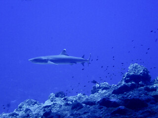 Obraz premium Shark in Saipan underwater sea