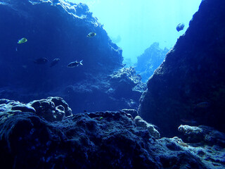 Underwater in Saipan, Mariana Islands