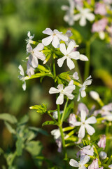 The common soapwort (lat. Saponaria officinalis), of the family Caryophyllaceae. Central Russia.