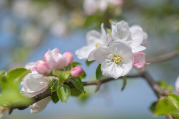 Obraz premium Apfelbaumblüte