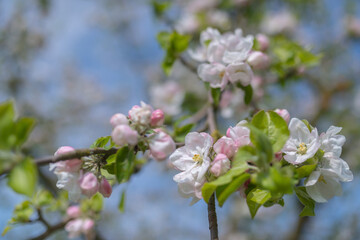 Apfelbaumblüte