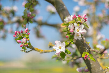 Apfelbaumblüte