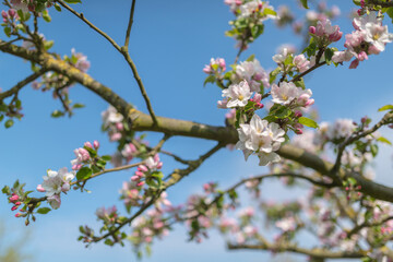 Apfelbaumblüte