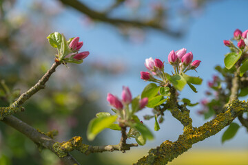 Apfelbaumblüte