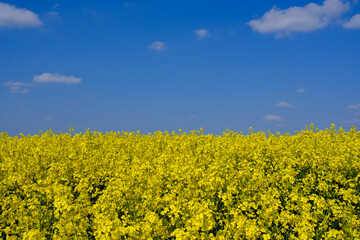 Fototapeta premium Gelber Raps und blauer Himmel wie Flagge Ukraine