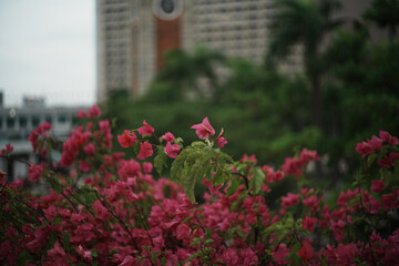 Fototapeta na wymiar flowers in the park