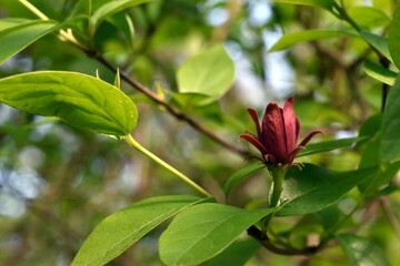 Rote Blüte an einem Gewürzstrauch