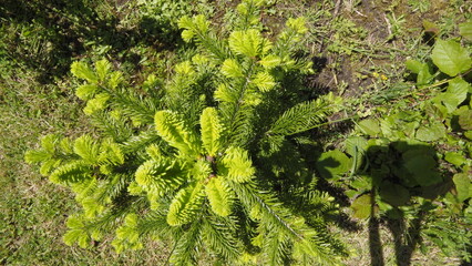 Tannenbaum von oben