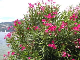 Roter Oleander