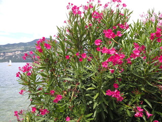 Roter Oleander
