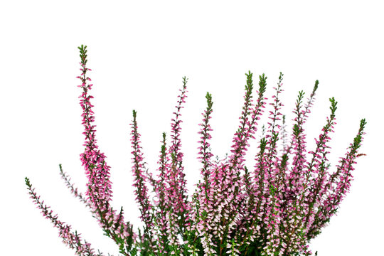 Heather with pink flowers isolated on a white background.