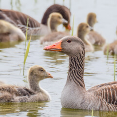 Obraz premium Geese with goslings (baby goose) during spring in the Netherlands