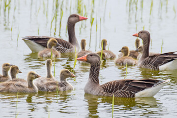 Geese with goslings (baby goose) during spring in the Netherlands
