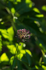 The aging chive (lat. Allium senescens), of the family Amaryllidaceae. Central Russia.
