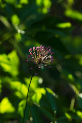 The aging chive (lat. Allium senescens), of the family Amaryllidaceae. Central Russia.