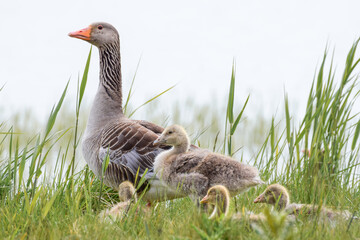 Geese with goslings (baby goose) during spring in the Netherlands