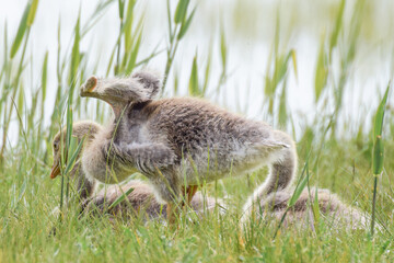Geese with goslings (baby goose) during spring in the Netherlands