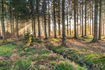 Obraz premium Winter in the Forest of Dean - Early morning mist near Ruspidge, Gloucestershire, England UK