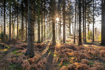 Winter in the Forest of Dean - Early morning mist near Ruspidge, Gloucestershire, England UK