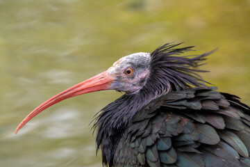 Seltener Waldrapp steht am Wasser