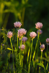 The chives (lat. Allium schoenoprasum), oft he family Amaryllidaceae. Central Russia.