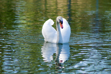 cygne sur l'eau