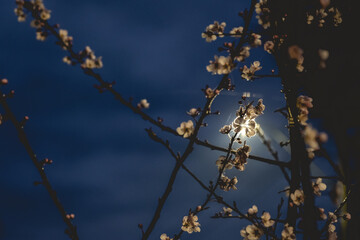 Beautiful silhouette of branches with pink cherry flowers, beautiful yellow light and blue cloudy winter night sky